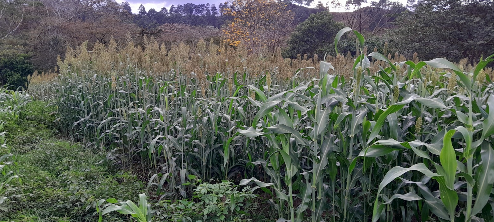 Incremento en producción láctea con Sorgo Forrajero